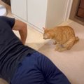 腕立て伏せをしていた夫に……猫がとった『まさかの行動』に爆笑する人が続…