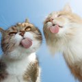 猫の『舌』にまつわる3つの話　ザラザラしているのはなぜ？猫舌って本…