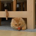猫があなたに『お土産』を持ってくる心理5つ　込められている意味や上手な…
