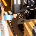 赤ちゃんのそばを離れないネコ→まるでボディーガードのようで…微笑ましい…