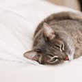 猫の寄生虫『トキソプラズマ』にはどんな危険姓が？症状や予防法など、知…