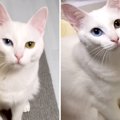 オッドアイの真っ白な姉妹猫の見分けがつかない！ 飼い主さんが困惑す…