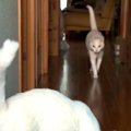 ２匹のネコが待つ家に帰った結果→廊下の奥から走ってきて…想像以上に愛お…