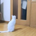 『まるで忠犬のような元迷い猫』家族の帰りを待つ姿に「よほど大好き…