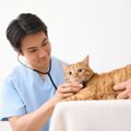 猫がかかると厄介な病気『アミロイドーシス』とは　あらわれる症状や治療…