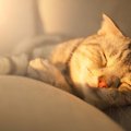 猫の行動に出る死の予兆６つ