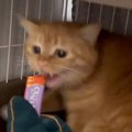 『威嚇していた保護猫』が『おやつを食べた』次の瞬間…まさかの光景が344…