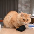 猫を『短命』にする絶対NGな飼い方4つ