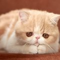 『寿命が短い』と言われる猫種3つとその理由　長く一緒にいるための心…