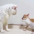 ヨチヨチ歩きの保護子猫が“体重10倍”の親方に勝負を挑んだら…思わず癒…