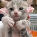 活発な性格の『ちいさな子猫』を迎えてから３年→体は大きくなっても中…