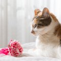 母の日の『カーネーション』猫には危険！持ち込み厳禁な理由と起こり…
