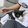 離れるなんて許さないよ！独特な表現で気持ちを伝える猫に『こんな甘…