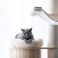 『マンション暮らし』でも迎えやすい猫種5選　性格の傾向やそれぞれの特徴…