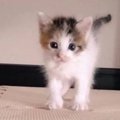 パヤパヤの保護赤ちゃん猫と『暮らし始めて1年』…立派に成長した『現在の…