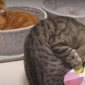 夢中になって背中でグイッ！…怒られちゃった猫ちゃん