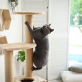 『運動を嫌がる猫』と遊ぶための方法4つ　運動不足によって起こりうるトラ…
