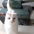 猫が操縦しているみたい！おもちゃの戦車で遊ぶ猫さん