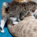 家族になったばかりの子猫→『先住猫』に近づくと…愛にあふれた『尊い…