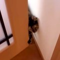 実家で猫と触れ合って帰宅したママ→愛猫がお出迎えしてくれて、次の瞬間……
