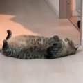 パパが洗濯物を片付けていたら、ドアの前で猫が…カメラがとらえた『愛おし…