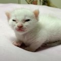 子猫を『人をダメにするクッション』に乗せてみたら…"効果絶大&q…