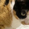 猫が足を踏んでくるのは、“偶然”ではなかった…思わず『ニヤけちゃう瞬…