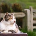 「長年の活躍、本当にご苦労さまでした！」　引退した「名物猫」へ賞賛の…