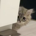 家の中をお散歩していた子猫→『ふと振り返った』次の瞬間…愛おしすぎる光…
