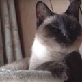 哀愁漂う猫ちゃんを下から見つめているのは…