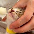 シャンプーを終えた６匹の保護子猫→ミルクを飲んだ結果…眠くなって見せた…