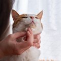 猫が大量に「よだれ」を出している！考えられる5つの原因と正しい対応