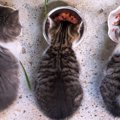 猫が『食べながらしゃべる』4つの理由　やっぱり「おいしい♪」って言って…