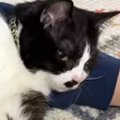 抱っこ好きのただの甘えん坊猫が『距離感バグり系猫』になるまで…『2年間…