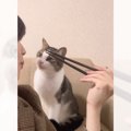 猫の前でポテトを食べていると…まさかの『エアーもぐもぐ』が衝撃的な可愛…