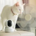 猫が留守番中、帰れなくなった！『出先のトラブル』に備えるために取るべ…