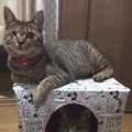 猫が大好き！手作りのダンボールハウス！！