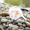 『河原で震えていた赤ちゃん猫』を保護→1か月後になると…成長した様子…