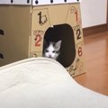 子猫と『目が合った』次の瞬間…まさかの行動が『反則級の尊さ』だと74万再…