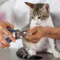 猫の爪切りを病院でしてもらう値段や利点