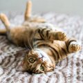 猫にまたたびを与えすぎると中毒になる？またたびの危険性と与え方