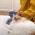 『入院していた飼い主』が帰ってきたら、猫が…『想像以上の甘えっぷり…