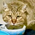 『ずっと誰かに甘えたかった野良の成猫』を保護した結果…現在の様子に…