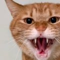 「3番目だけレベルが違うｗｗ」3匹の保護猫にカメラを向けると…『衝撃の瞬…
