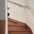 何か言いたげな猫2匹の視線…『階段』を見てみたら？→まさかの『落とし物』…