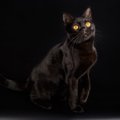 ツヤツヤな毛並みを持つ『ブラック色の猫種』4選　性格の傾向や魅力あふれ…
