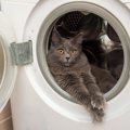 猫がいる家で注意すべき『危ない家電』5選　起こりうるトラブルや安全…