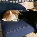 柴犬に『シャイな黒猫』がとった行動…まさかの『チャレンジ』が尊すぎ…