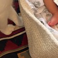 すやすやと眠る赤ちゃん→猫たちが近づいてくると…尊すぎる『初めまして』…