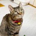 野良猫と家族になって『４年』が経過したら…優しさあふれる『誕生日の…